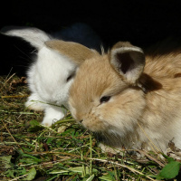 Episódio 69 matar dois coelhos de uma cajadada