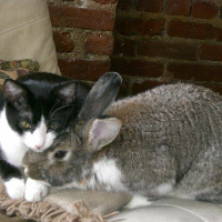 Episódio 02 gato por lebre