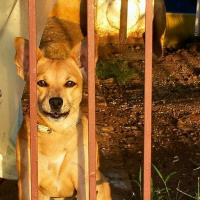 Episódio 54 preso por ter cão, preso por não ter