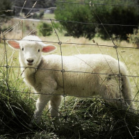 Episódio 71 pelo Natal, cada ovelha no seu curral