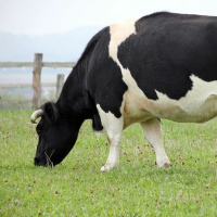 Episódio 61 fazer uma vaquinha