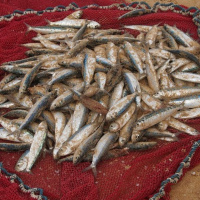 Episódio 83 nem tudo o que vem à rede é peixe