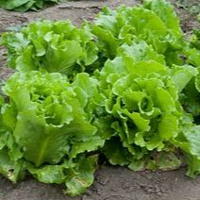 Episódio 133 de gema