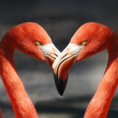 Say It In Portuguese