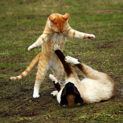 Say It In Portuguese