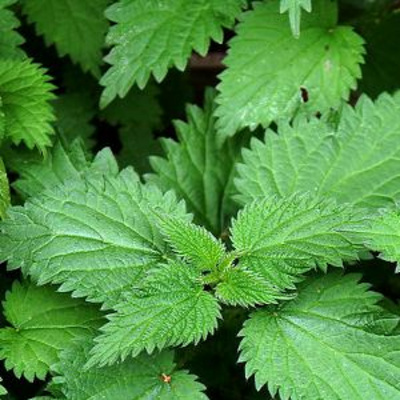 Say It In Portuguese