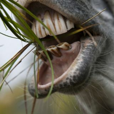 Say It In Portuguese