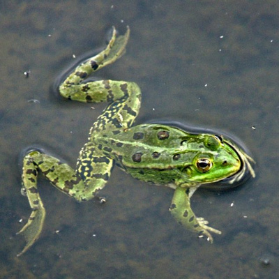 Say It In Portuguese