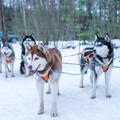 Say It In Portuguese