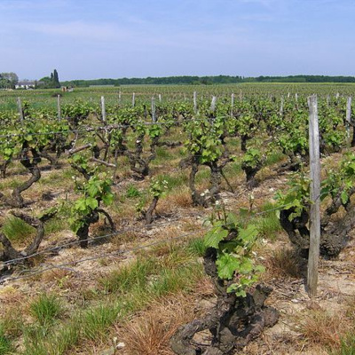 Say It In Portuguese