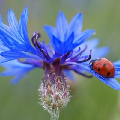 Say It In Portuguese