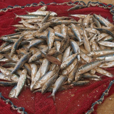 Say It In Portuguese