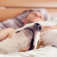 Dormir com o animal na cama: adequado ou não?
