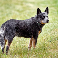 Blue heeler é conhecido por aqui como boiadeiro australiano