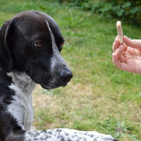Como encontrar um bom adestrador para seu cão