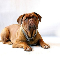 Síndrome da cauda feliz: que bicho é esse?