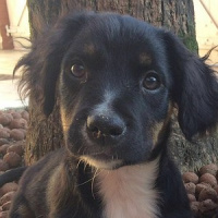 Giárdia afeta cães, gatos e até pessoas