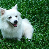 Medidas para evitar que o seu animal de estimação fuja de casa