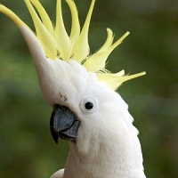 Se você não gosta de gato nem de cachorro, que tal tentar cuidar de um animal exótico?