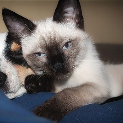 Cbn Pet - Carol Rocha