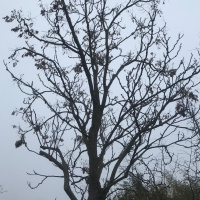 Mediterráneo - El Ailanthus Altíssima o el árbol que coloniza Palestina - 14/12/25