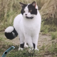 Aal 20: Die Eiga Geijutsu findet diesen Film scheiße