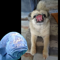 Aal: Deutschlandurlaub