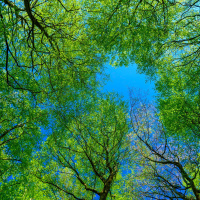 Tiny Forest: Wenn der Wald in die Stadt kommt