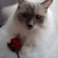 Valentines Day Secret: Love + Life Long Marriage