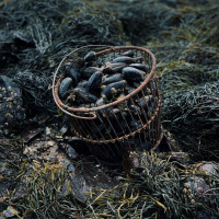 212. Spooky Maine: Witches, Rats, Cats, and Chowder