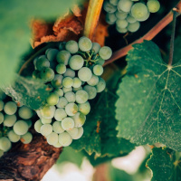 Finding Belonging. BearingFruit.