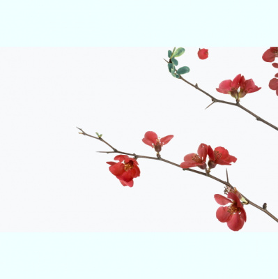 Conquérir Avec Leslie | Foi Chrétienne | Motivation | Leadership |confiance En Soi | Auto-assitance | Développement Person