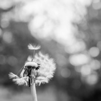 3 abril 2023 - Segunda-feira da Semana Santa - Ev Jo 12, 1-11