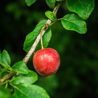 18 maio 2022 - Quarta-feira da quinta semana do Tempo Pascal - Jo 15, 1-5.8