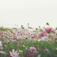 25 outubro 2022 - Terça-feira da trigésima semana do Tempo Comum - Ev Lc 13, 18-21