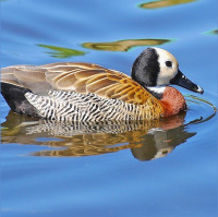Sindicato dos avicultores do DF afirma biossegurança nas granjas