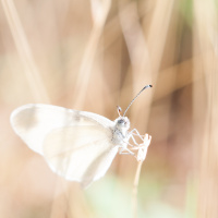 #51 Pequenas vitórias