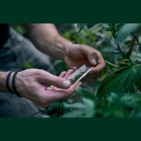 Começa mutirão para revisar casos de prisão por pequenas quantidades de maconha