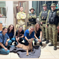 Moradores encontram onça-parda dentro de casa em Maringá