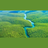 COP 30: Fundo para florestas tropicais já soma mais de US$ 5,5 bi, diz Haddad