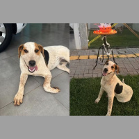 Cachorro comunitário é morto a tiro em Toledo, no Paraná