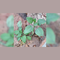 Mulher está em estado gravíssimo após intoxicação por falsa couve em Patrocínio (MG)