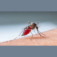 Vacina de dose única contra dengue começa em janeiro para profissionais de saúde