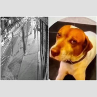 PM é identificado como suspeito de matar cachorro comunitário com sete tiros