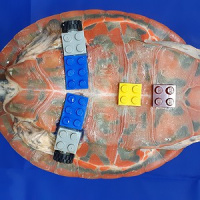 Veterinários constroem prótese para tartaruga usando Lego