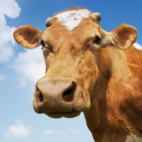 Bovine Methane Blocker