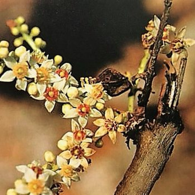 Aromaterapia - Reconexão Pelo Aroma