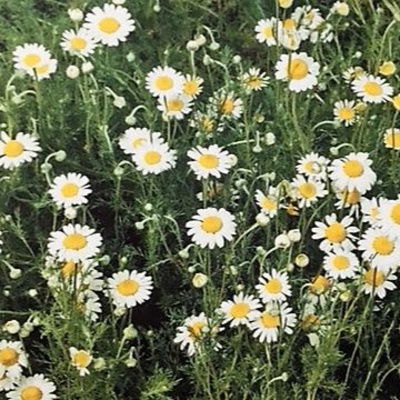 Aromaterapia - Reconexão Pelo Aroma