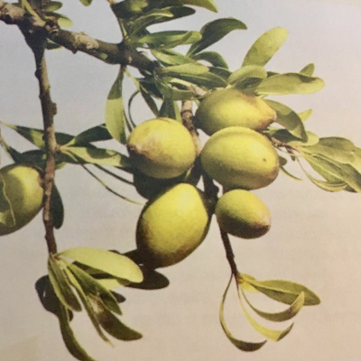 Aromaterapia - Reconexão Pelo Aroma