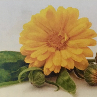 Aromaterapia - Reconexão Pelo Aroma